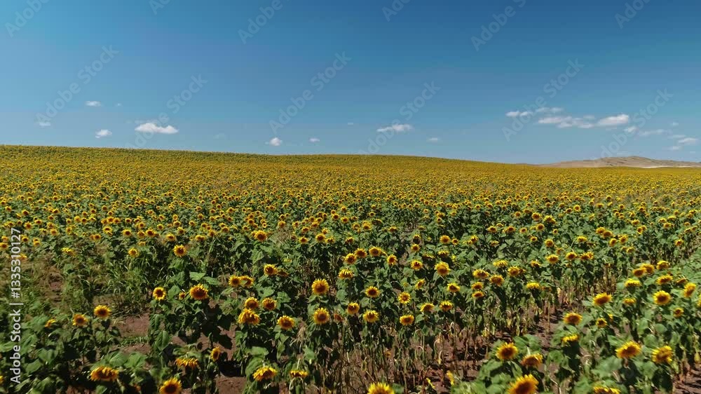 aerial drone shot, flying over sunflower fields, starting low on a close up, rising to a wide shot of the entire sunflower field in soft evening light aerial drone shot, flying over sunflower fields, starting low on a close up, rising to a wide shot of the entire sunflower field in soft evening light