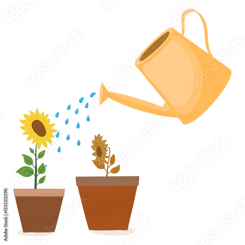 A dried flower is watered from a watering can.Orange watering can isolated on a white background. Gardening Tools. Flower growth concept.
