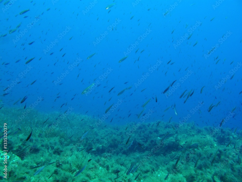 Obraz premium Scuba diving with the marine life, underwater photography. Deep seabed and fish. School of swimming fish in the ocean under the sun. Aquatic wildlife, travel scuba photo.