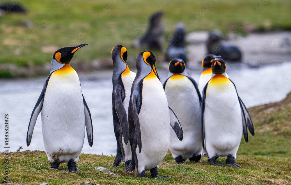 Fototapeta premium Photographing penguin colony in Fortuna Bay, South Georgia