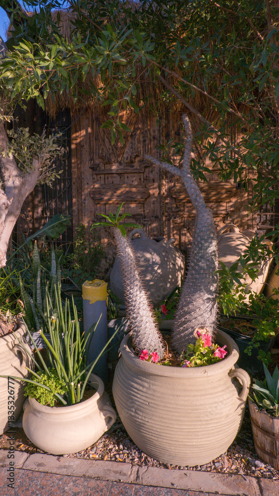 Clay jars with flowers on the streets in Egypt. Alpine slides. A relaxing atmosphere for a tropical getaway.