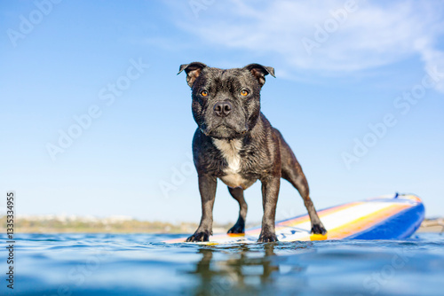 Photography Small black Staffordshire mix dog standing on a surfboard in the water on a sunn