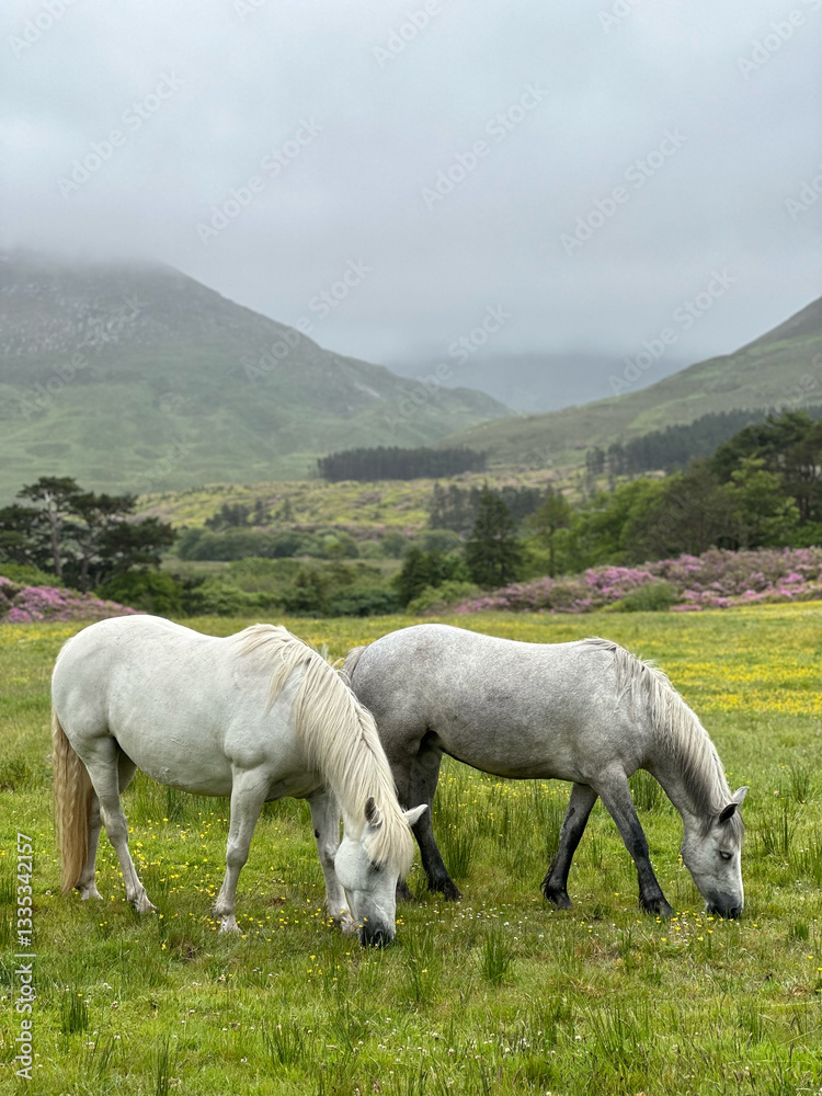 Obraz premium Two horses in the meadow