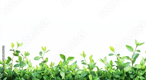 Wallpaper Mural Fresh green foliage border on white background (1) Torontodigital.ca