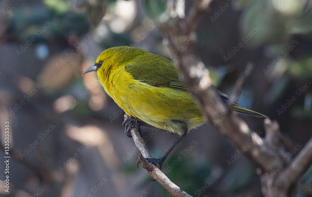 Obraz premium Yellow green amakihi bird from hawaii