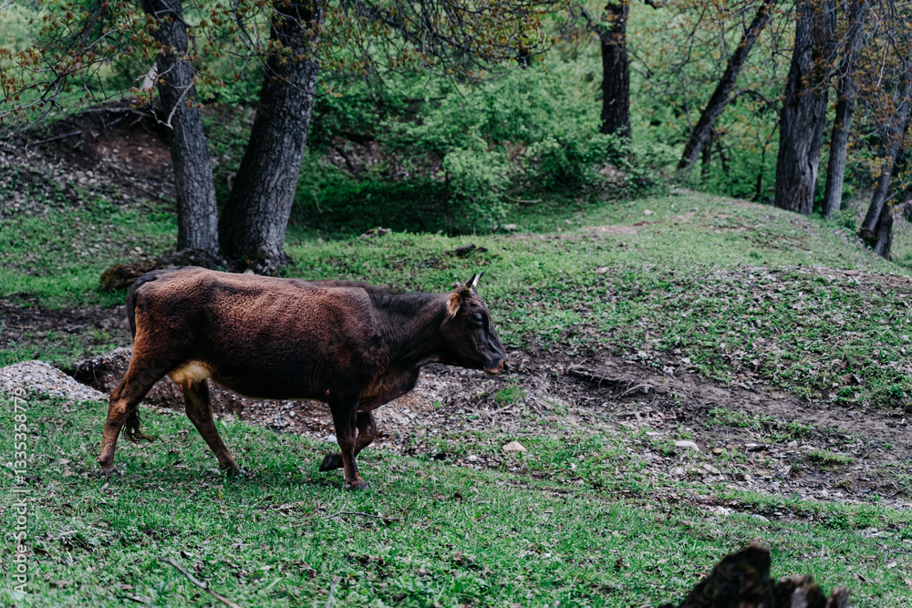 Majestic cow grazing in the lush green landscapes of Kyrgyzstan during a tranquil autumn afternoon Majestic cow grazing in the lush green landscapes of Kyrgyzstan during a tranquil autumn afternoon