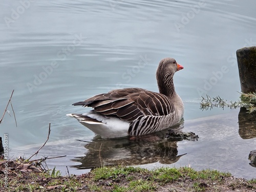 goose on the water