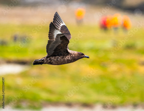 photographing Souther Skua in flight, Fortuna Bay, South Georgia