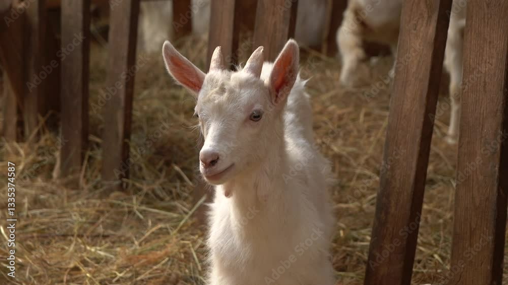 A Curious Goat Posing Beautifully in a Charming Barn Setting with Scenic Views of Nature A Curious Goat Posing Beautifully in a Charming Barn Setting with Scenic Views of Nature