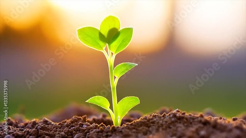 Timelapse of a seedling sprouting and growing into a young plant.
