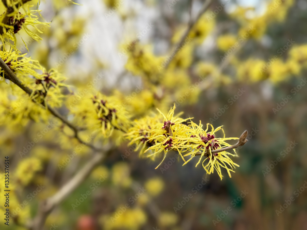 Beautiful yellow tree Hamamelis mollis in spring garden close up Beautiful yellow tree Hamamelis mollis in spring garden close up