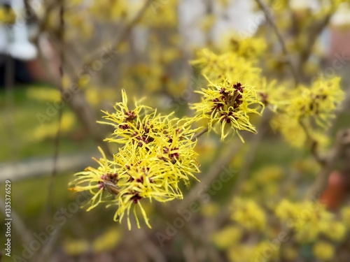Obraz na plátně Beautiful yellow tree Hamamelis mollis in spring garden close up