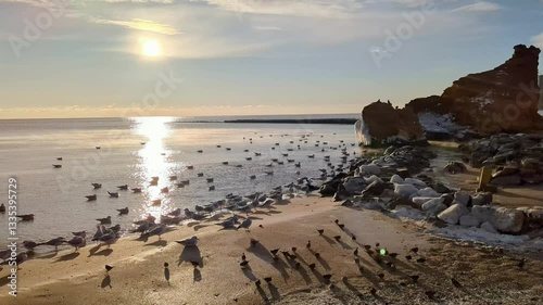 Flock of birds on quiet winter beach with morning sun over the sea