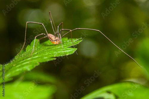 spider on a leaf photo