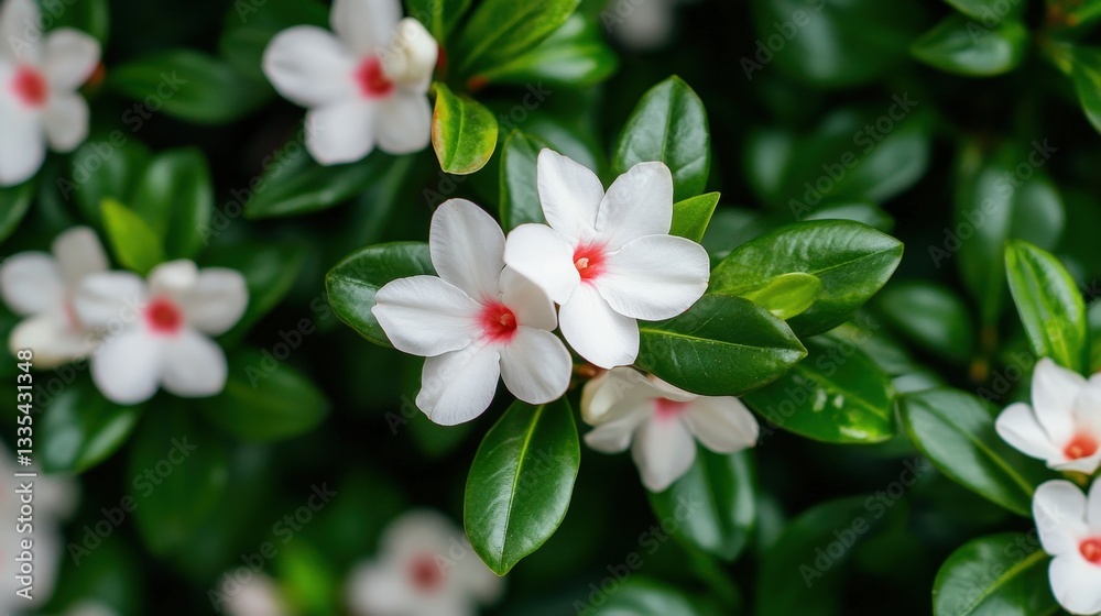 Fototapeta premium A vibrant close-up of white flowers with red centers, surrounded by lush green leaves, showcasing the beauty of nature.