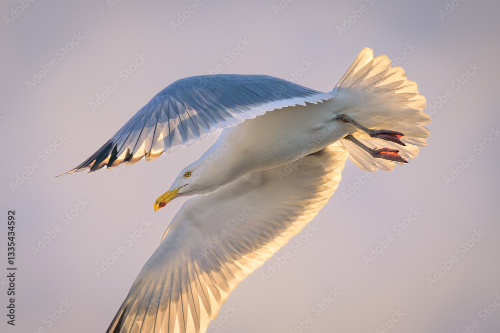Obraz premium Herring Gull seagull flying in morning light