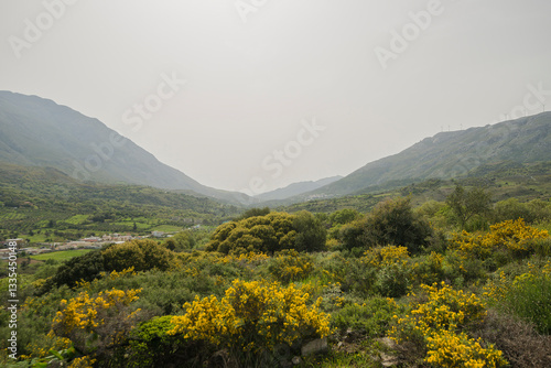 The Yellow lowers of Phlomis cretica and Common Broom (Cytisus scoparius) in a valley between mountains in Crete, Greece