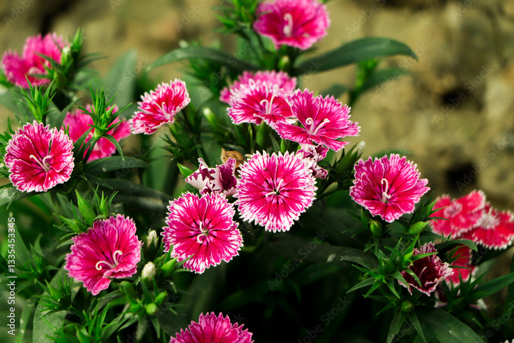 Dianthus flower (Dianthus chinensis) blooming in garden Dianthus flower (Dianthus chinensis) blooming in garden