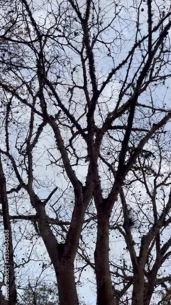 Bare Tree Against Cloudy Sky: Winter Silhouette and Minimalist Nature Scene Bare Tree Against Cloudy Sky: Winter Silhouette and Minimalist Nature Scene