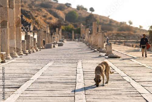 Fototapeta Naklejka Na Ścianę i Meble -  A stray Turkish Anatolian dog on Curetes street near the Odeon and ruins of the Basilica Stoa or Great Hall at the ancient Greek city of Ephesus, in Selcuk, Turkey.	

