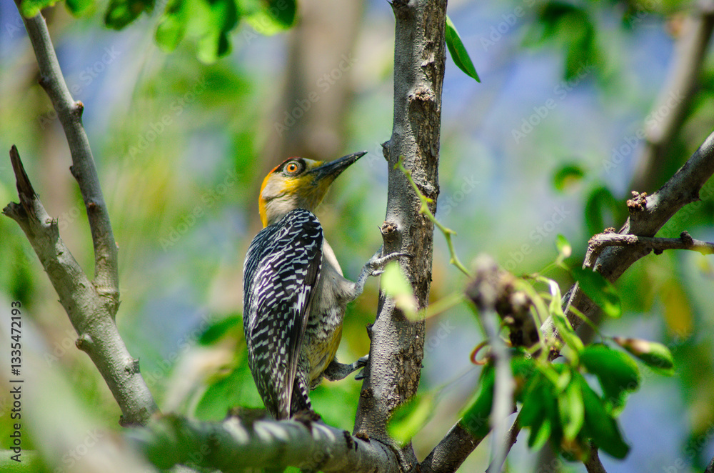 Naklejka premium Pájaro carpintero