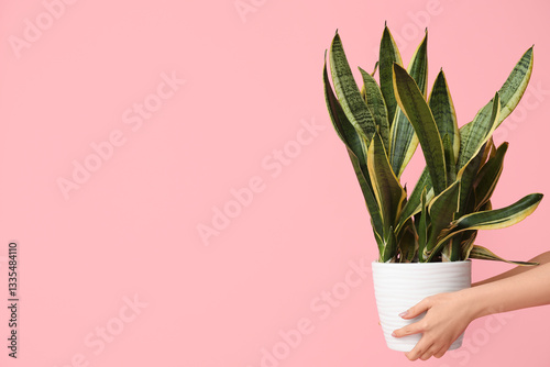 Female hands with sansevier...