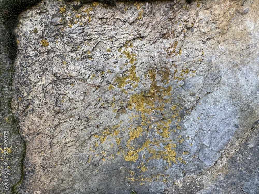 Fototapeta premium Grey and orange lichen growing on stone close up. Rock surface with moss fungi and lichen. Dimelaena is a genus of lichenized fungi in the family Caliciaceae. Mountain lichens or moonglow lichens. 