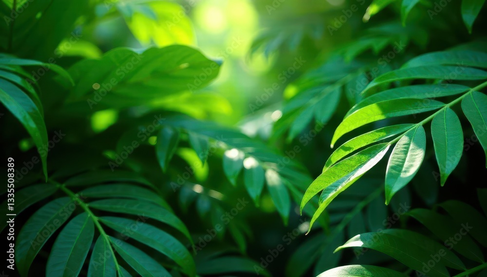 Deep emerald green leaves, dense tropical growth, sunlight dappled, backdrop, deep Deep emerald green leaves, dense tropical growth, sunlight dappled, backdrop, deep
