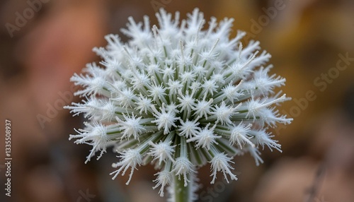 Closeup on rime on umbellifer plant umbel in late autumn
