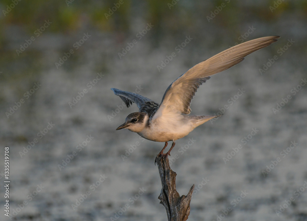 Obraz premium Whiskered tern in mongena dam in Dinokeng game reserve