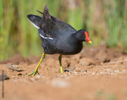 Foto Common moorhen in south african game reserve