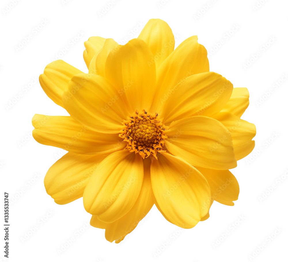 Obraz premium Yellow flower isolated on transparent background