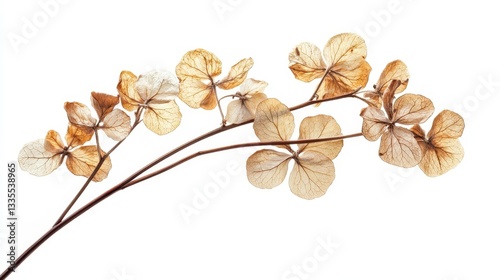 Delicate Dried Flower Branch