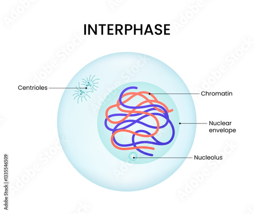 Structure Diagram of Interphase Cell