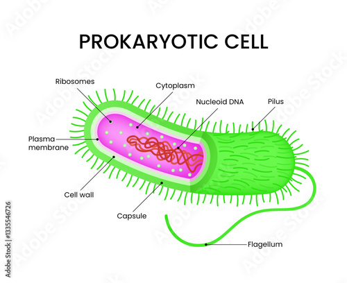 Structure Diagram of Prokaryotic Cell