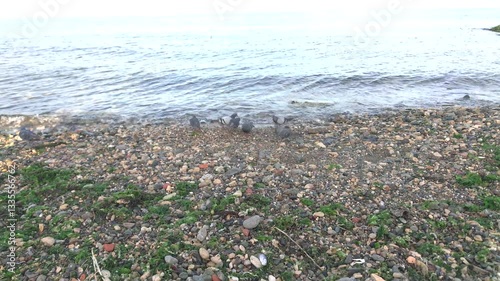 Tranquil Shoreline with Gentle Waves, Pebble Beach, and Birds Feeding at the Water’s Edge