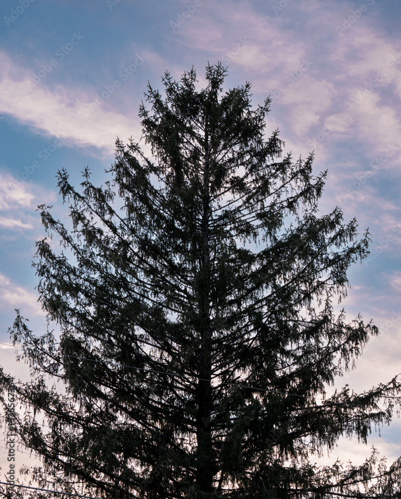 Evergreen Tree Silhouetted Against a Twilight Sky