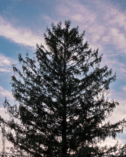 Obraz na płótnie Evergreen Tree Silhouetted Against a Twilight Sky w salonie