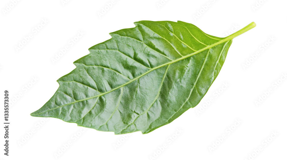 Obraz premium Fresh green basil leaf isolated on white background