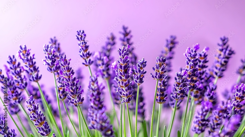 Naklejka premium Lavender Field: A Symphony of Purple Blossoms