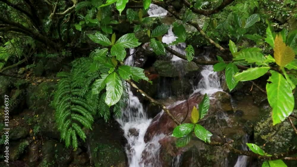 奄美大島の春、新緑、森、自然。 奄美大島の春、新緑、森、自然。