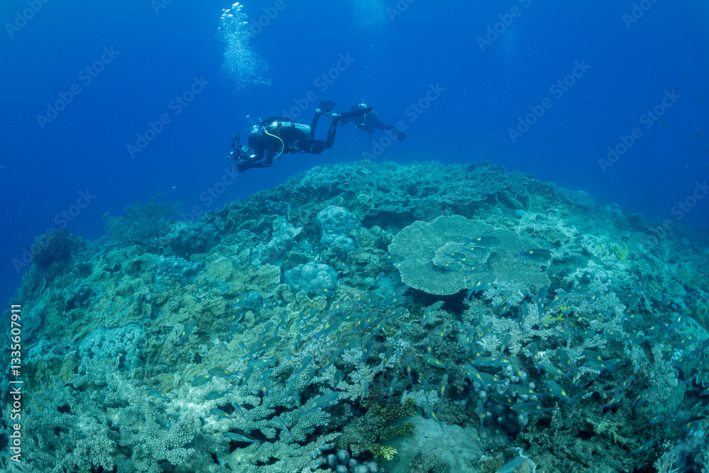 Fototapeta premium サンゴ礁 小笠原 東京都