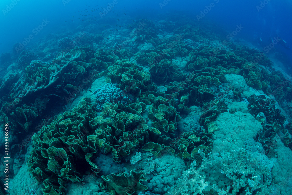 Naklejka premium サンゴ礁 小笠原 東京都
