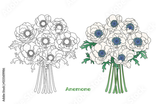 アネモネ・色付きと線画のアネモネのイラスト