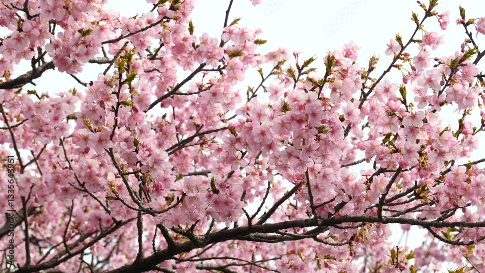 榛の森公園の河津桜_七分咲き_04 / Kawazu cherry blossoms at Harunomori Park, 70% in bloom No.4 榛の森公園の河津桜_七分咲き_04 / Kawazu cherry blossoms at Harunomori Park, 70% in bloom No.4