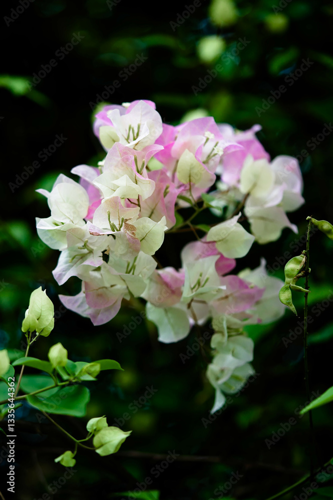 Floral delicacy in pastel shades