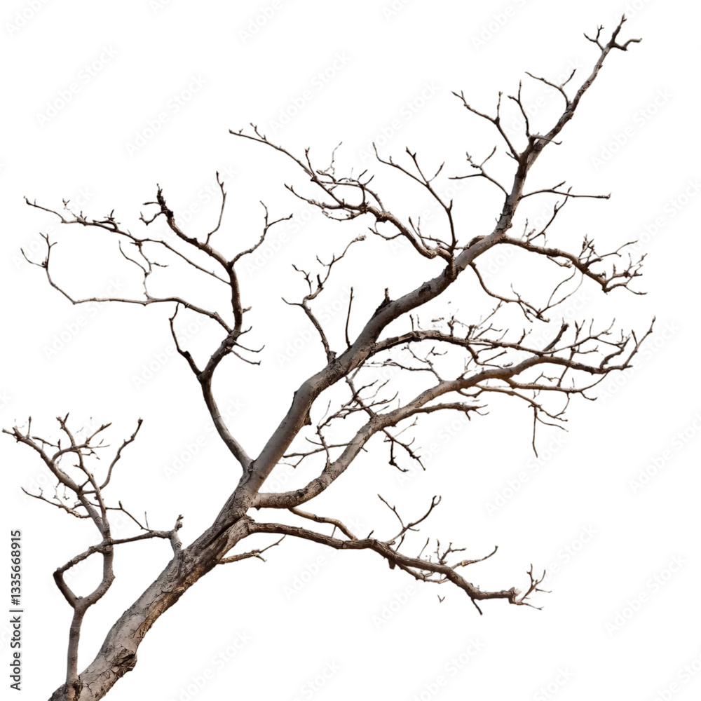branch of dry tree isolated on transparent and white background branch of dry tree isolated on transparent and white background