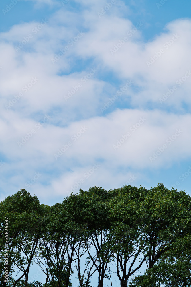 Fototapeta premium 空雲木