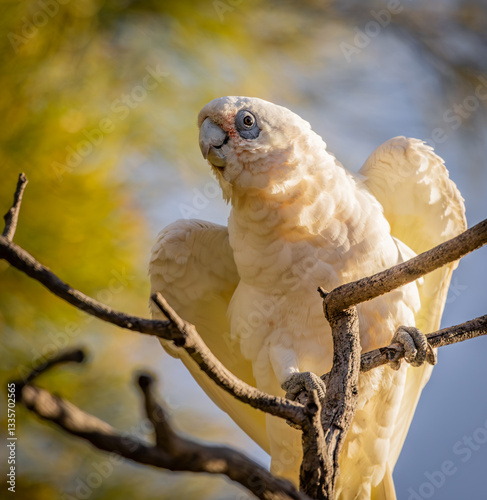 Little Corella (cacatua sanguinea) perched in a tree. photo