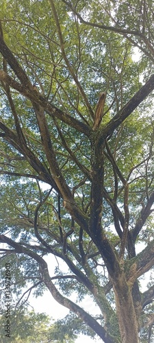 tree in the forest